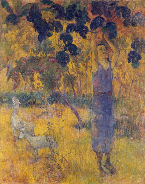 Man Picking Fruit from a Tree, 1897